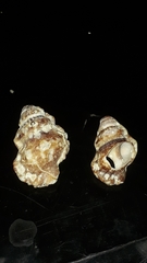 Alanbeuella corrugata