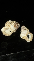 Alanbeuella corrugata