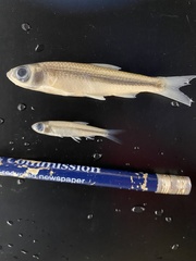 Notropis ariommus