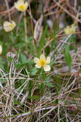 Trollius laxus laxus