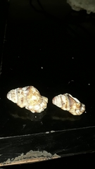 Alanbeuella corrugata