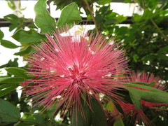 Magnoliopsida