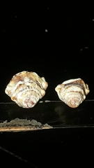 Alanbeuella corrugata