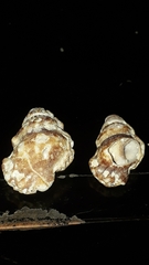 Alanbeuella corrugata