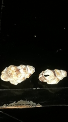 Alanbeuella corrugata