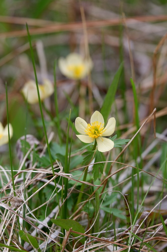 Trollius laxus, photograph 6