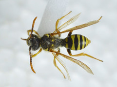 Nomada goodeniana