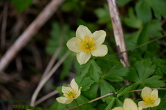 Trollius laxus laxus