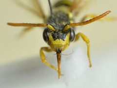 Nomada goodeniana