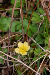 Trollius laxus laxus