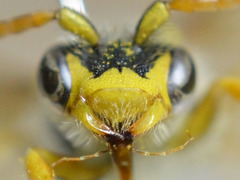 Nomada goodeniana
