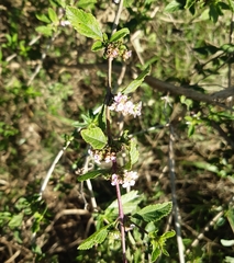 Lippia turbinata