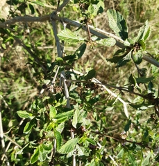 Lippia turbinata