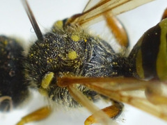 Nomada goodeniana