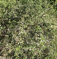 Lippia turbinata