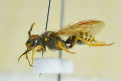 Nomada goodeniana