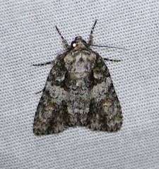 Acronicta increta