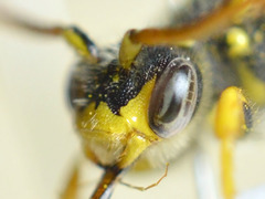 Nomada goodeniana