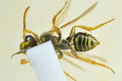 Nomada goodeniana