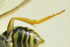 Nomada goodeniana