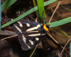 Macrobrochis notabilis
