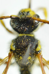 Nomada goodeniana