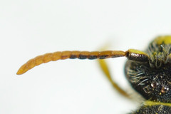 Nomada goodeniana