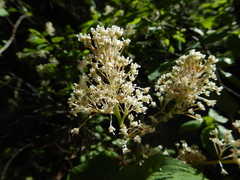 Ceanothus sanguineus