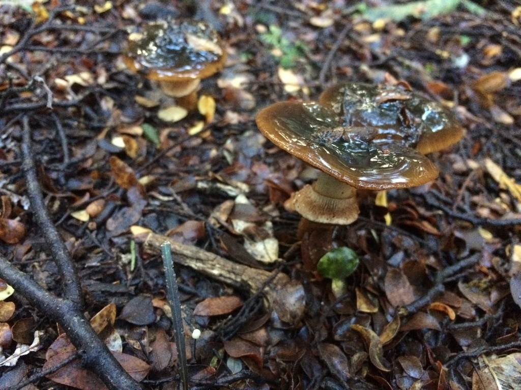 Cortinarius sect. Majestatici