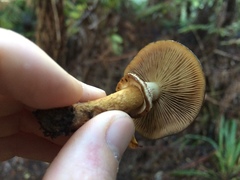 Cortinarius majestaticus