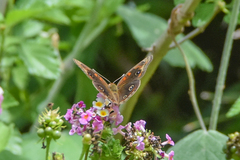 Junonia stemosa