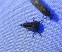 Ophiderma evelyna