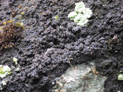 Fuscopannaria pacifica