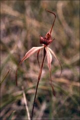 Caladenia insularis