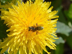 Nomada goodeniana
