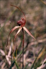 Caladenia insularis
