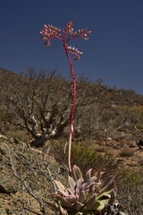 Dudleya gatesii