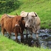 Domestic Cattle - Photo (c) Frank Pickavant, some rights reserved (CC BY-ND)