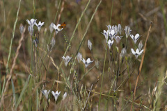 Triteleia peduncularis