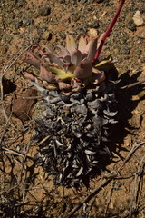 Dudleya gatesii