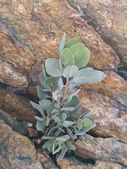 Arctostaphylos malloryi