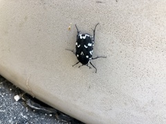 Amithao marginicollis