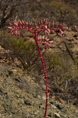 Dudleya gatesii