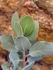 Arctostaphylos malloryi
