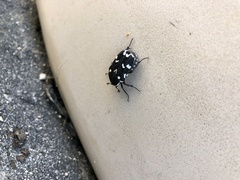 Amithao marginicollis