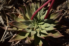 Dudleya gatesii