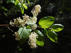 Ceanothus sanguineus