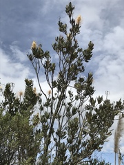 Oreocallis grandiflora