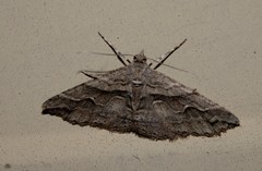 Syneora cheleuta