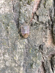 Halyomorpha halys
